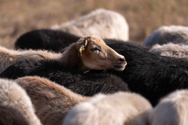 Délibérations de l'Assemblée de Corse à propos de l'élevage ovin et caprin