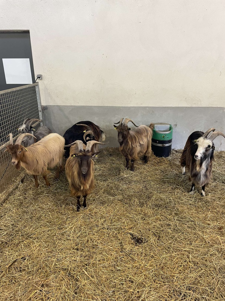 Vente de boucs de race corse à Altiani