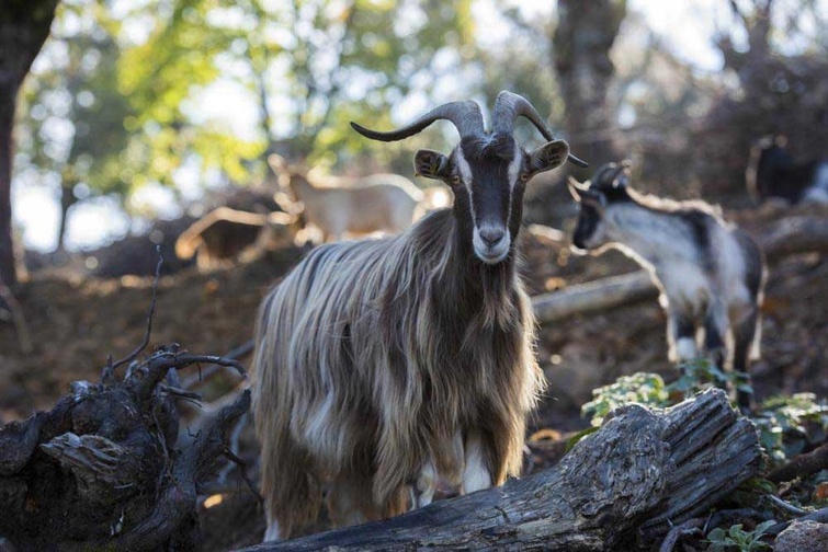 La revue « Ethnozootechnie » consacre un article à la filière caprine corse.