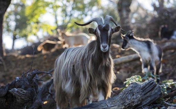 La revue « Ethnozootechnie » consacre un article à la filière caprine corse.