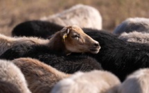 Délibérations de l'Assemblée de Corse à propos de l'élevage ovin et caprin
